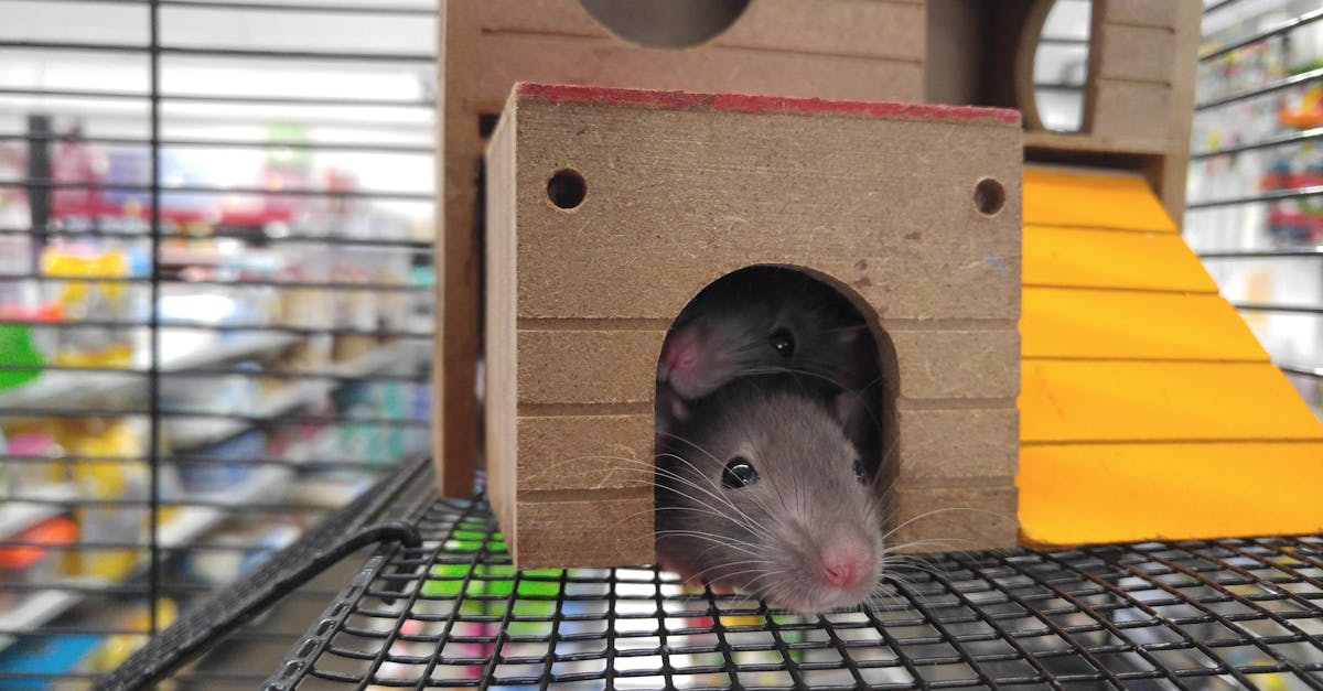 Como Espantar Ratos de Casa Sem Usar Gatos?