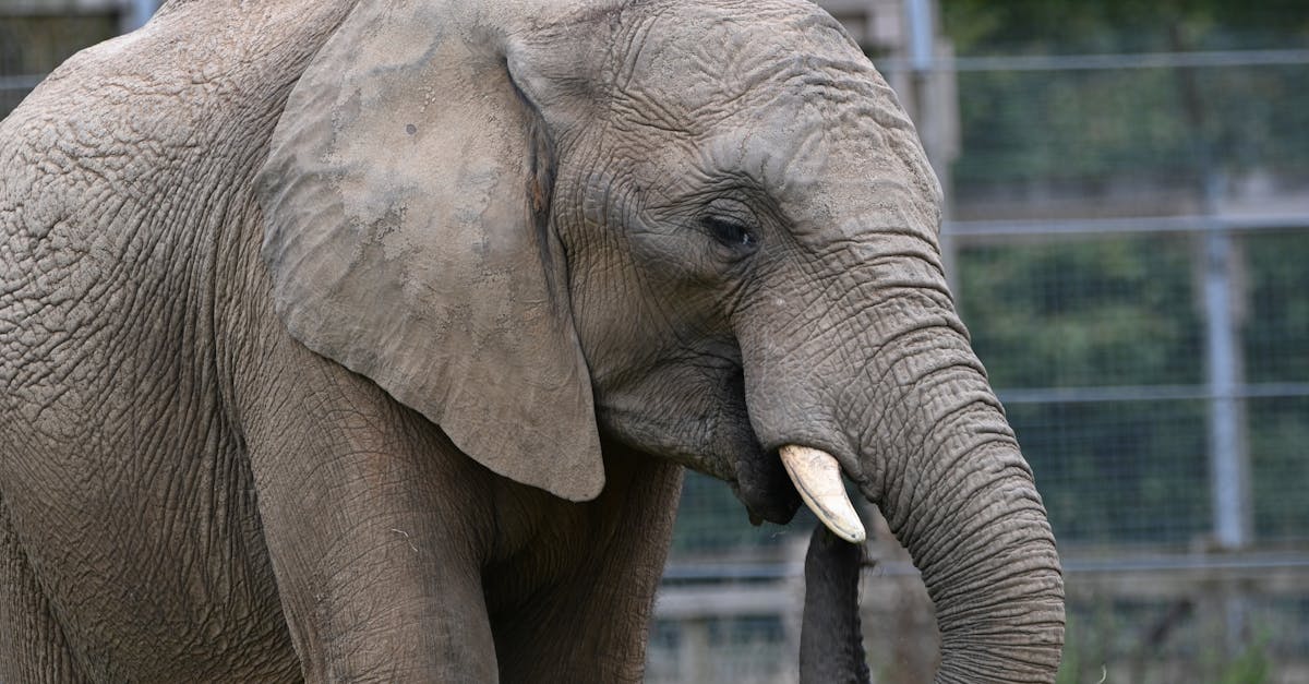 O mamute é ancestral do elefante? Descubra a verdade!
