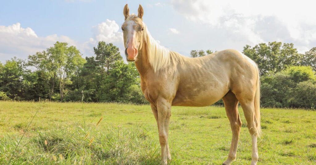 O que é um cavalo palomino e por que é tão especial?