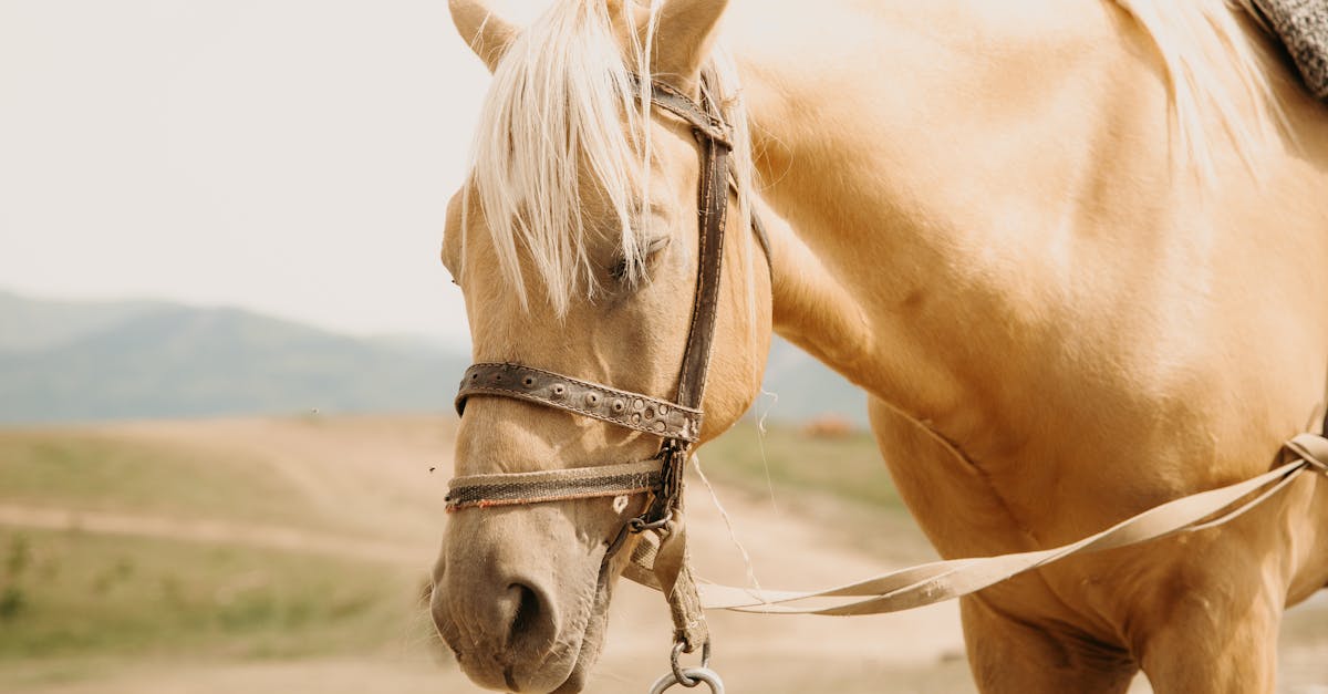 O que é um cavalo palomino e por que é tão especial?