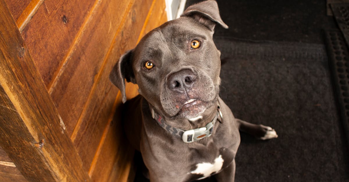 Quais são as melhores alternativas ao colar pós-cirurgia em cães?