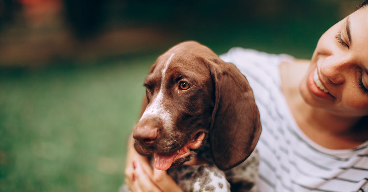 Quais são as melhores raças de cães de caça para você?
