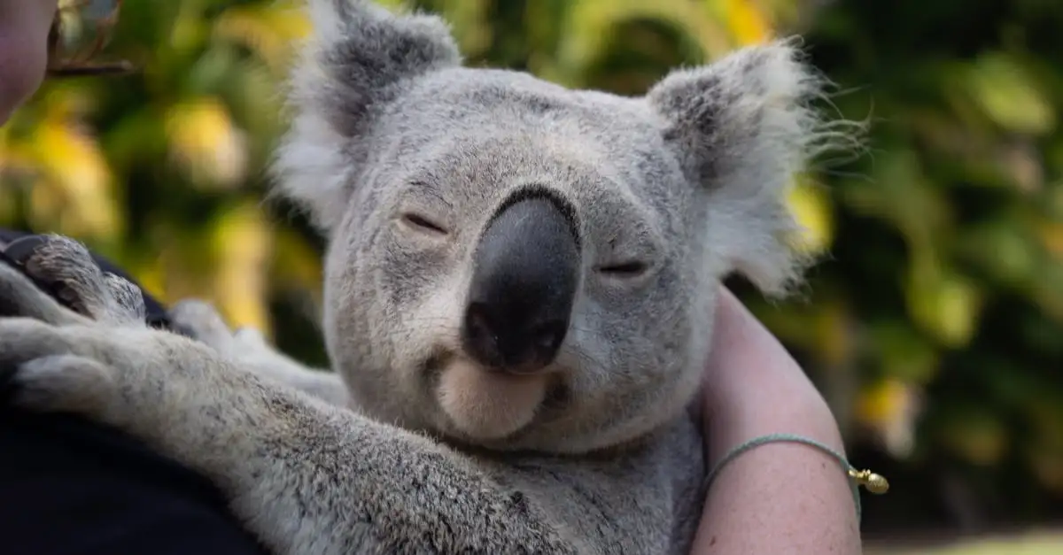 Quais são os animais exclusivos da Austrália?