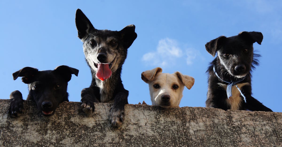 Quais são os melhores animais de estimação para você?