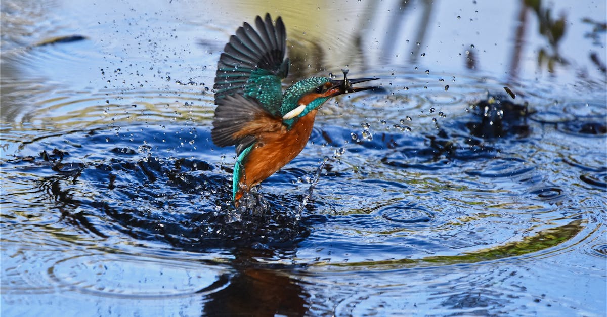 Quais são os melhores locais para pescar na Escócia?