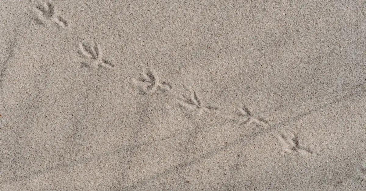 Como as pegadas fósseis revelam o comportamento dos dinossauros?