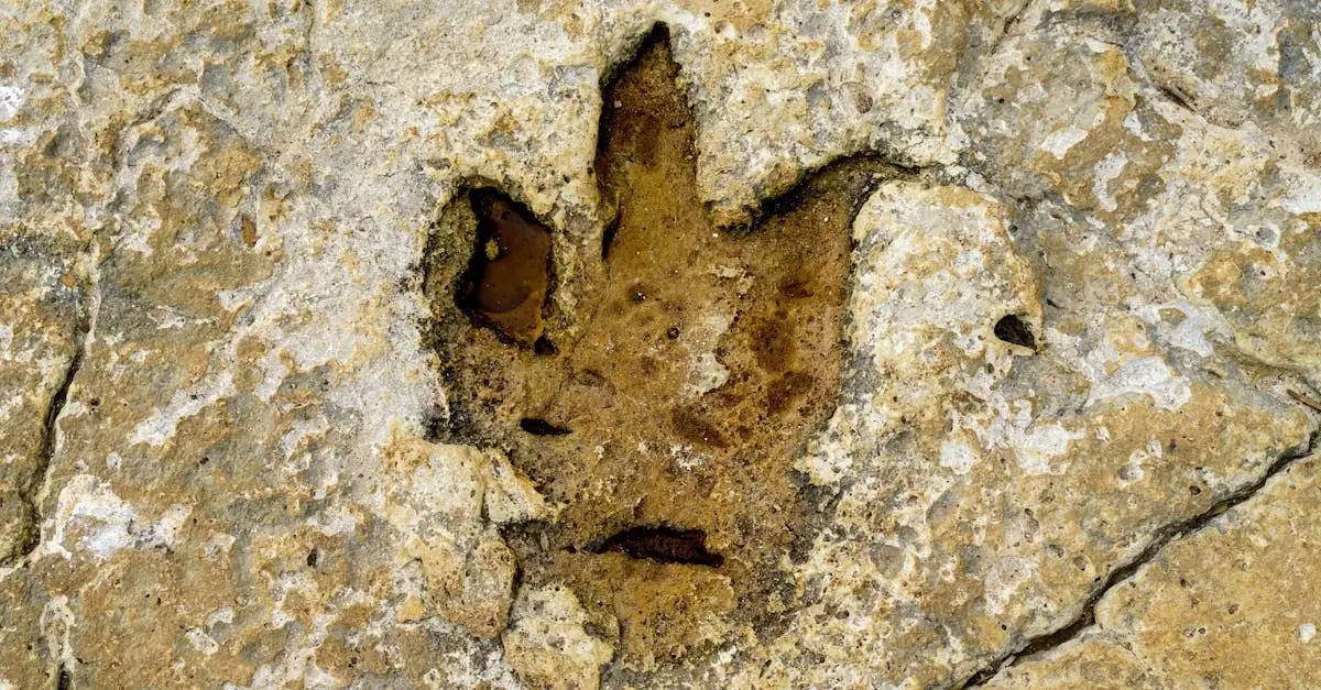 Como as pegadas fósseis revelam o comportamento dos dinossauros?