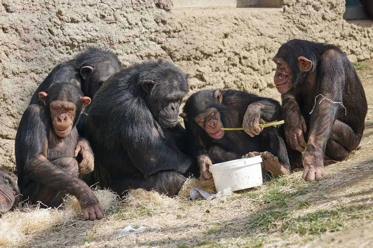 Como chimpanzés utilizam ferramentas para conseguir alimento?