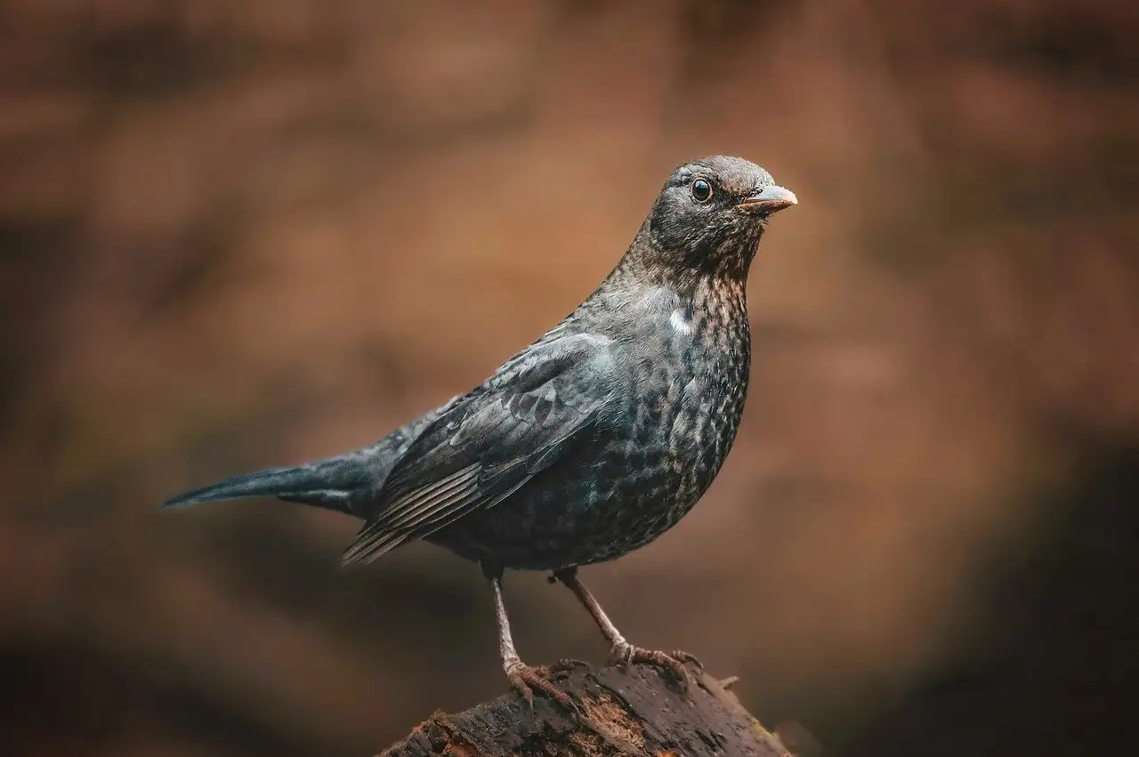 Como melros e tordos se diferenciam de outras aves?