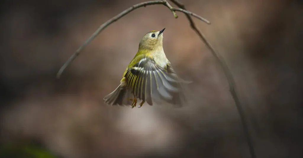 Como os jovens pássaros aprendem a voar?