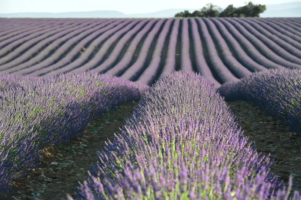 Onde encontrar os campos de lavanda mais belos na Provença?