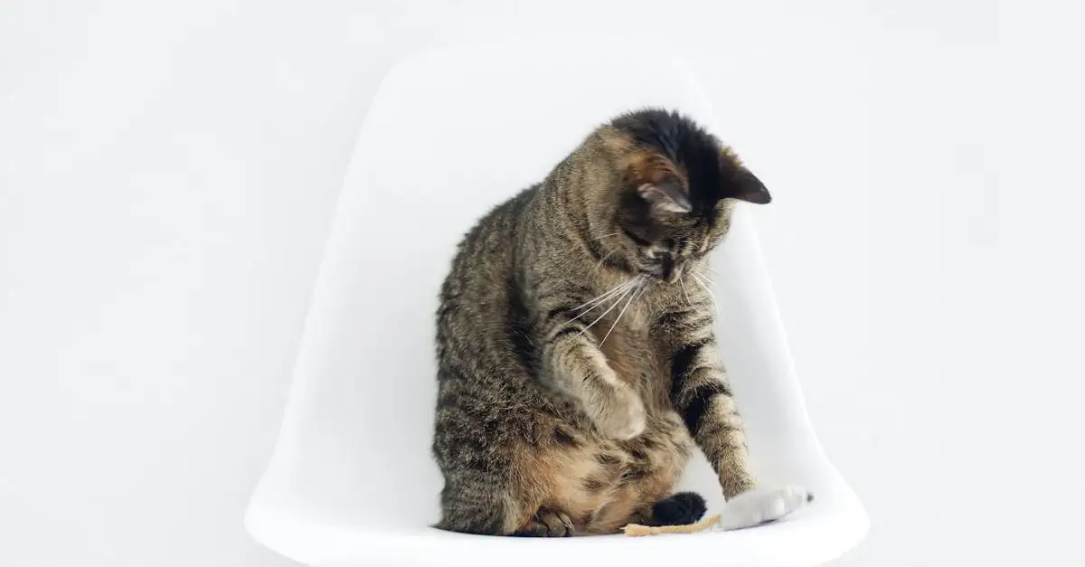 Por que os gatos arranham móveis e superfícies?