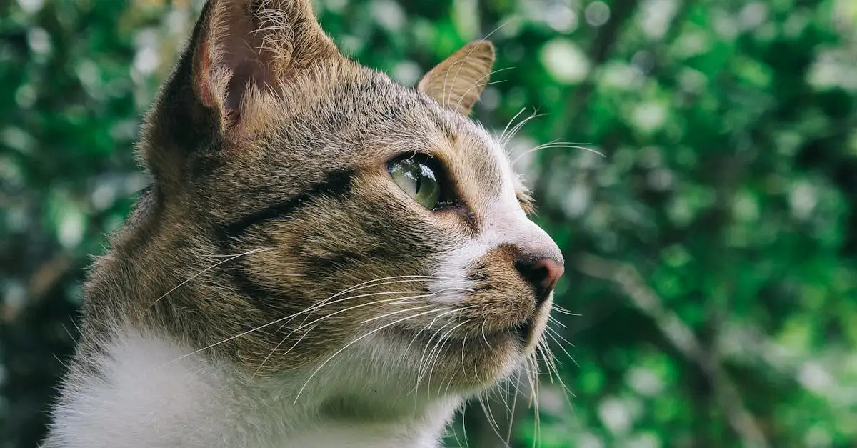 Por que os gatos arranham móveis e superfícies?