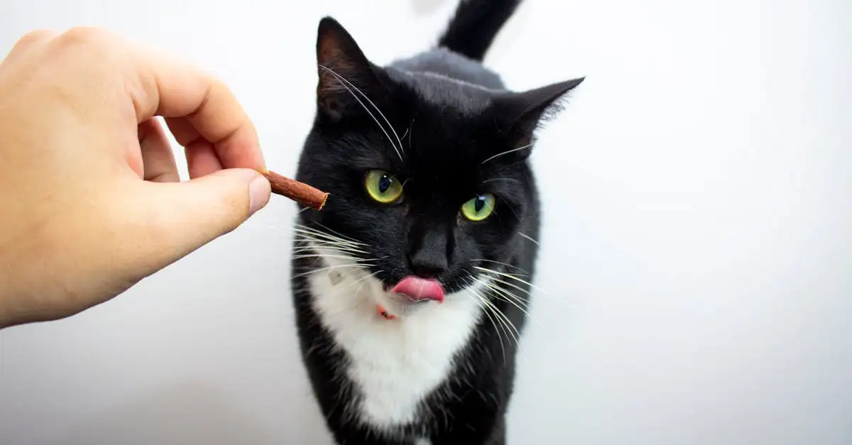 Por que os gatos são considerados carnívoros obrigatórios?