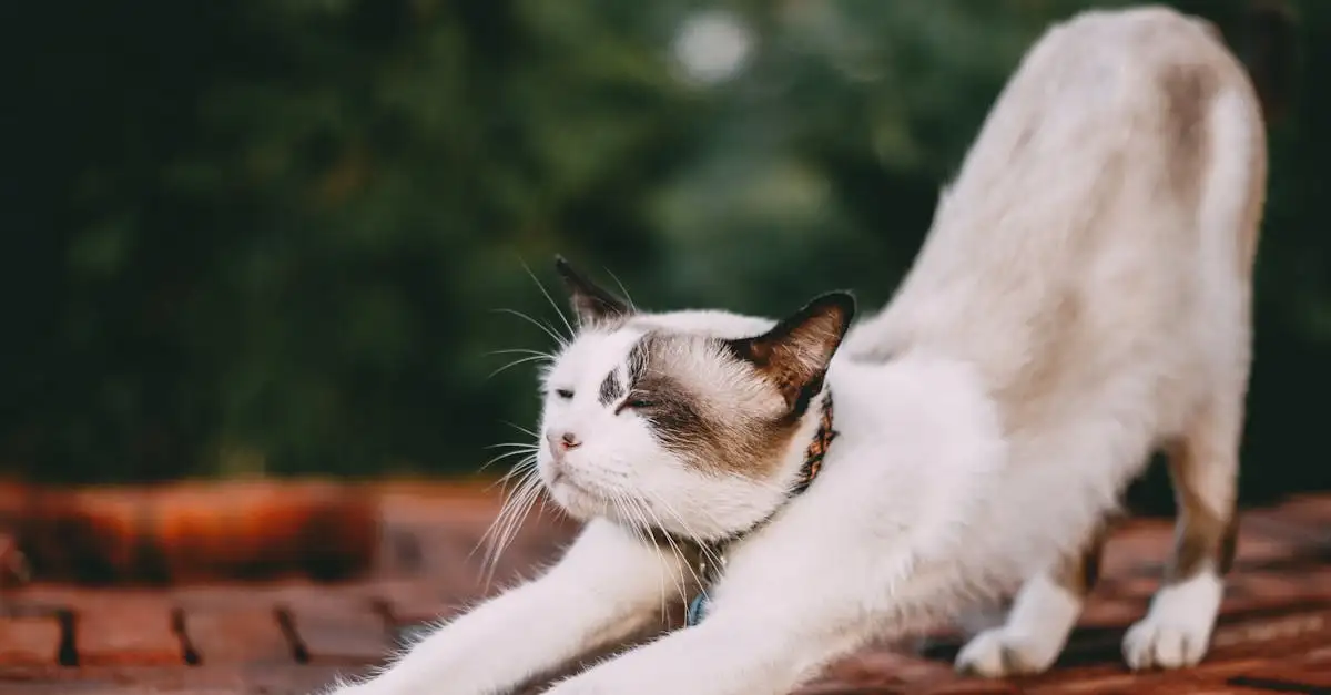 Quais são as melhores organizações para o bem-estar dos gatos?