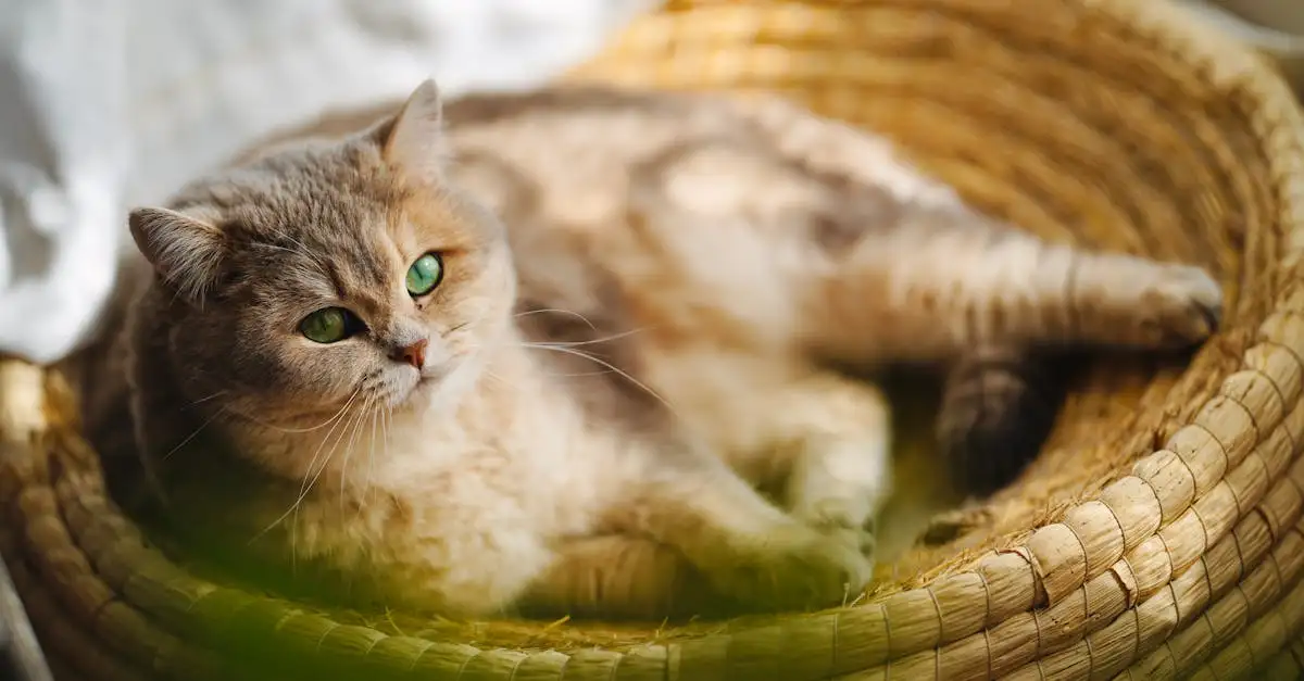 Quais são as melhores organizações para o bem-estar dos gatos?