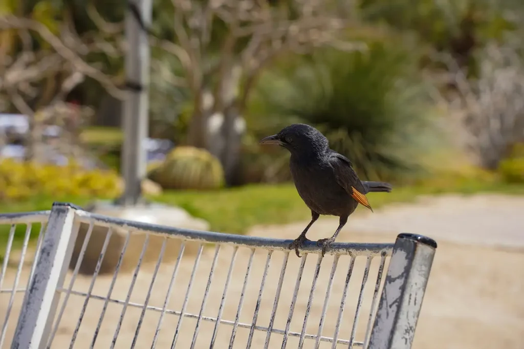 Qual é o parque nacional onde fica Ein Gedi?
