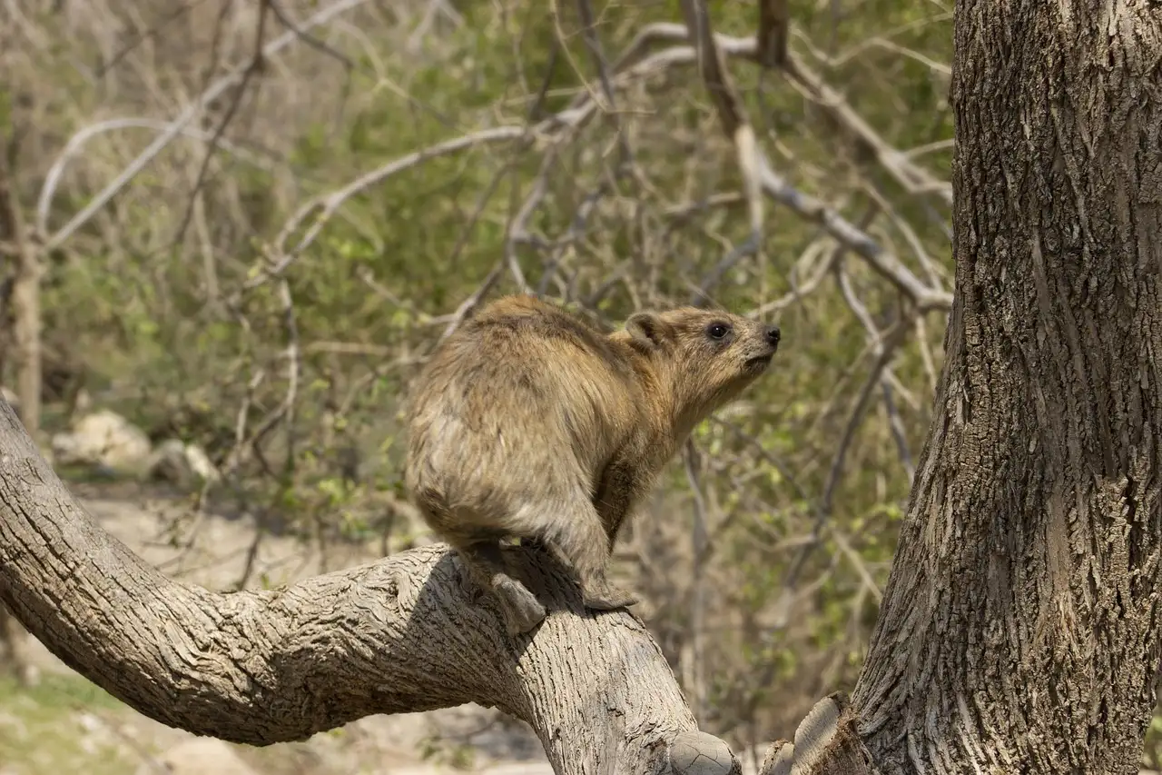 Qual é o parque nacional onde fica Ein Gedi?
