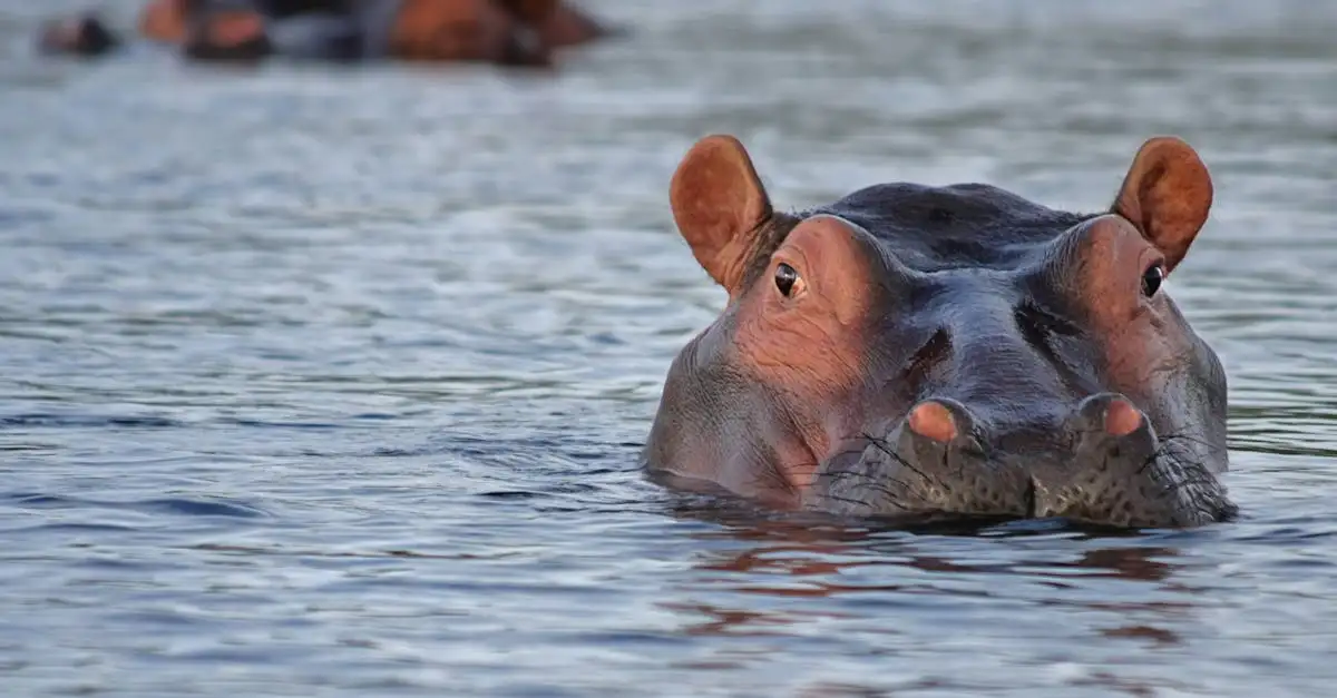 Qual é o segundo rio mais longo do mundo na África?