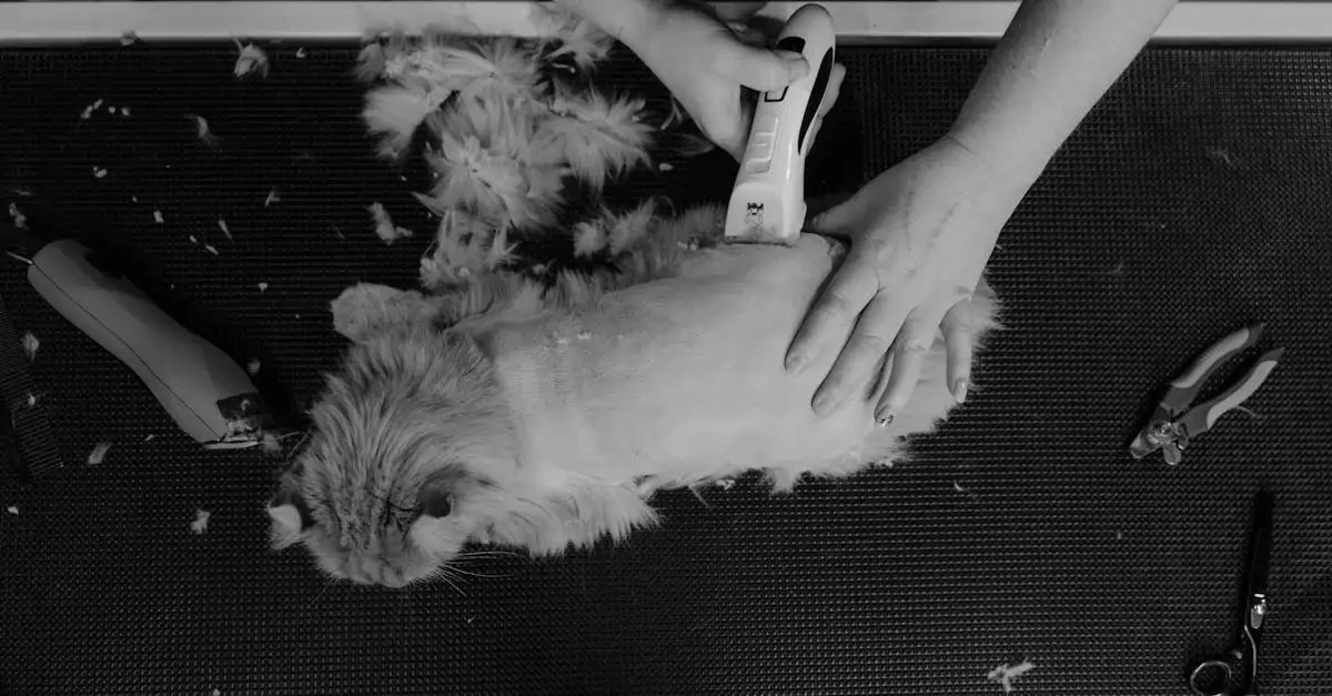 Como cuidar do pelo do seu gato de forma eficaz?