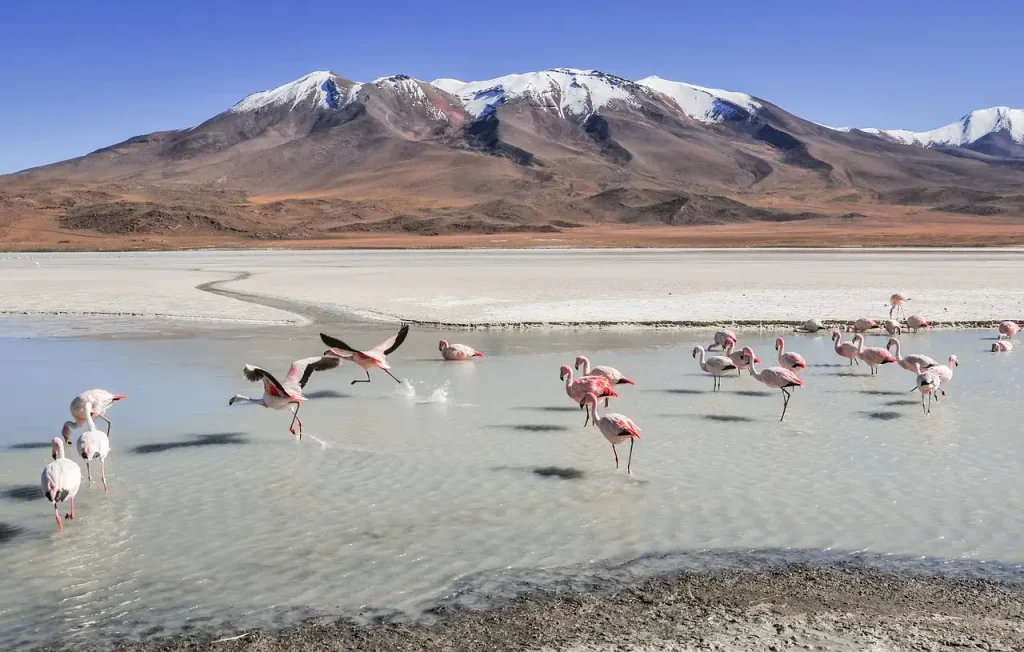 O que faz os lagos de Laguna Colorada serem tão únicos?