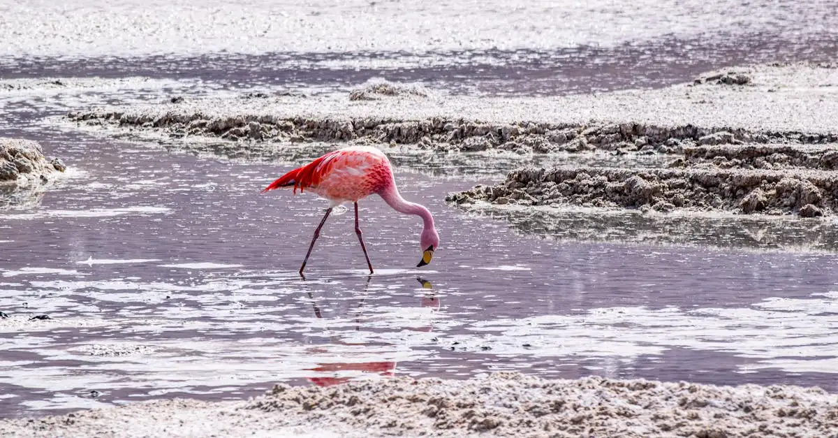 O que faz os lagos de Laguna Colorada serem tão únicos?