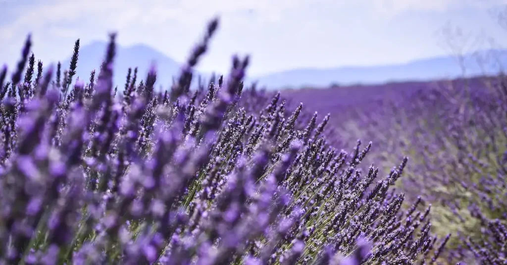 Quais montanhas da França têm lavanda e desfiladeiros?