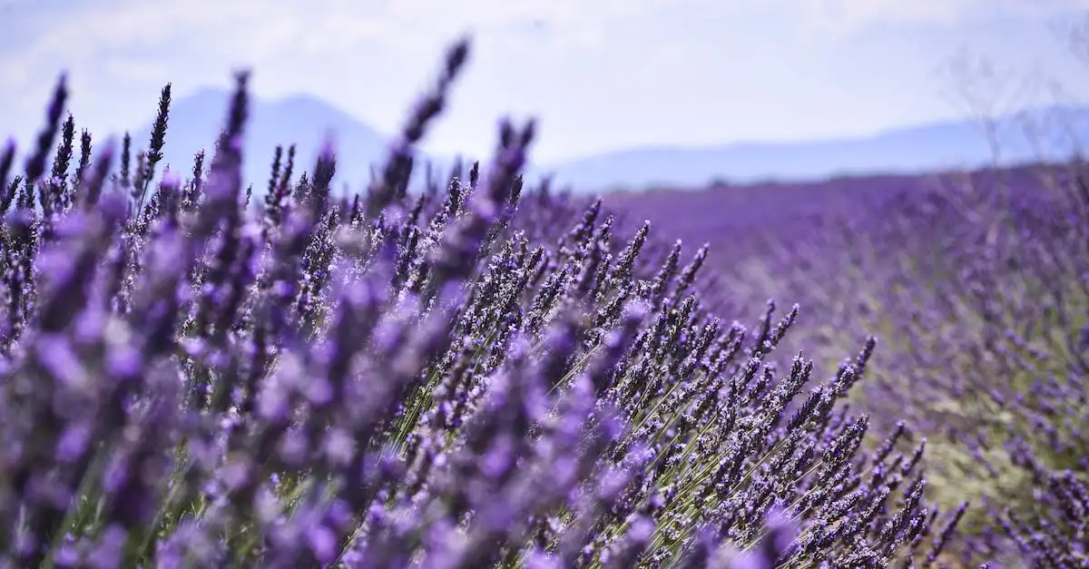 Quais montanhas da França têm lavanda e desfiladeiros?