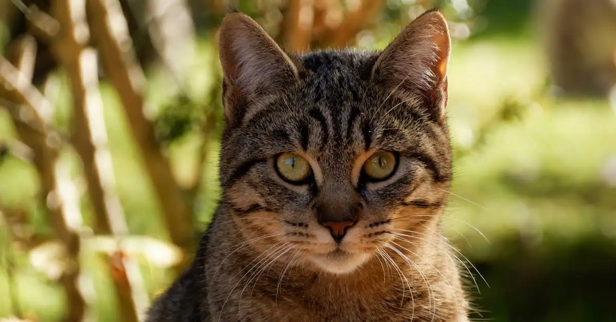 Quais são as raças de gatos com os pelos mais bonitos?
