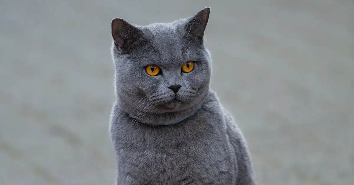 Quais são as raças de gatos com os pelos mais bonitos?