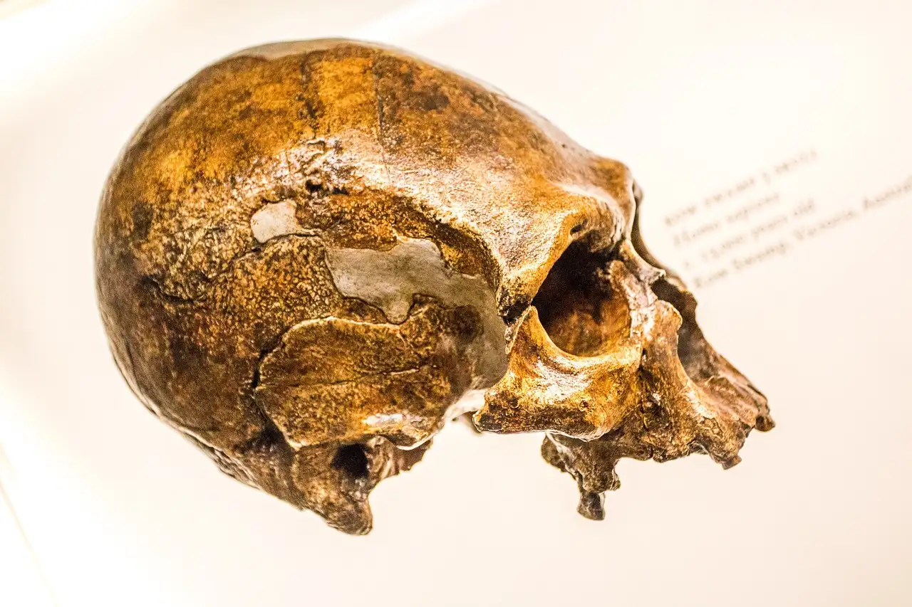 Como os estudos genéticos provam o cruzamento Neandertais-humanos?