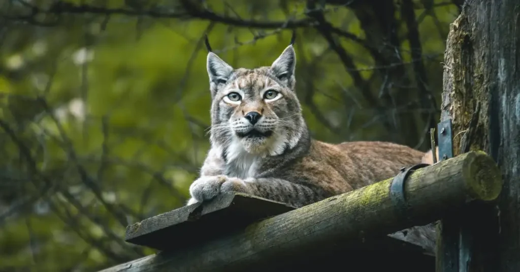 Como os linces protegem seu território eficientemente?