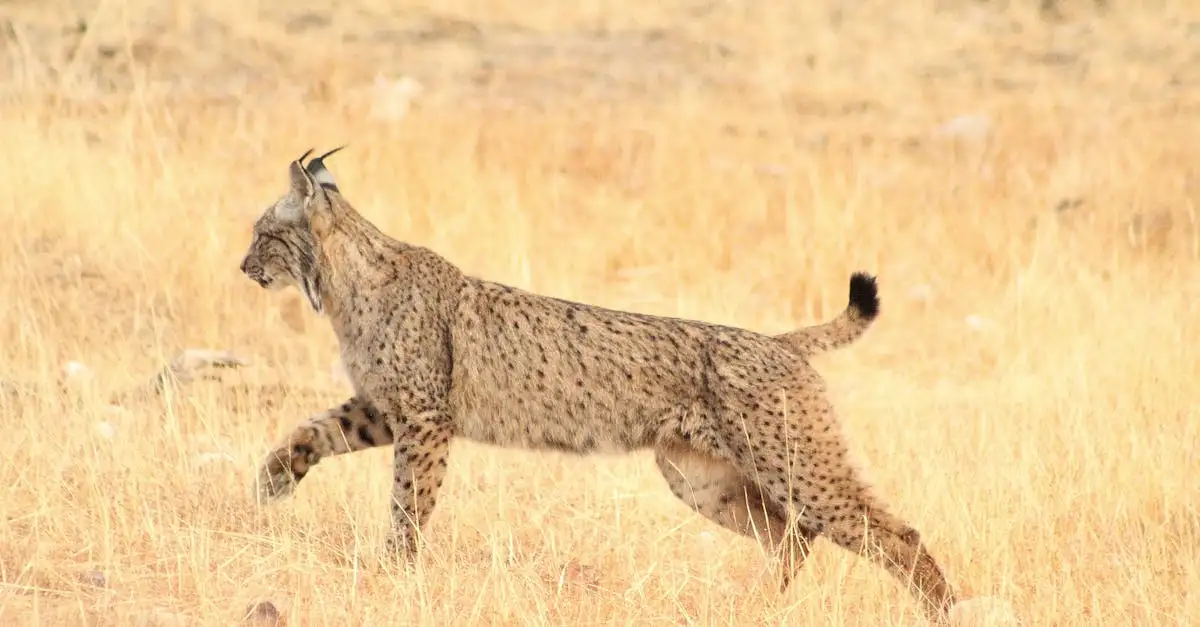 Como os linces protegem seu território eficientemente?