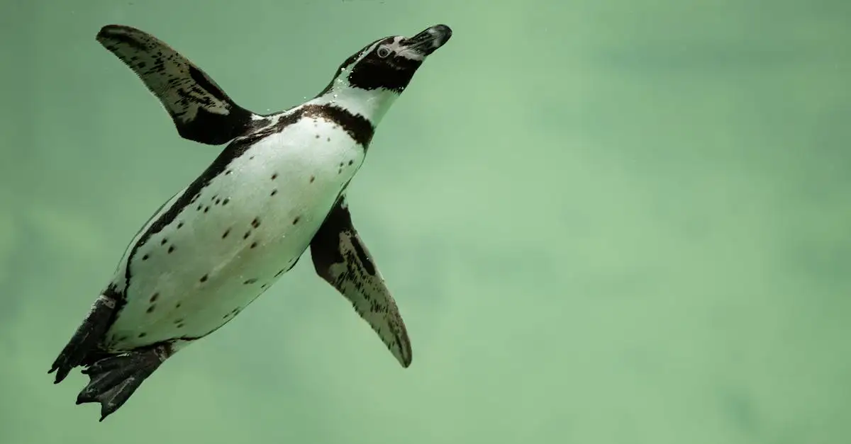 Como os pinguins mergulham para se alimentar?