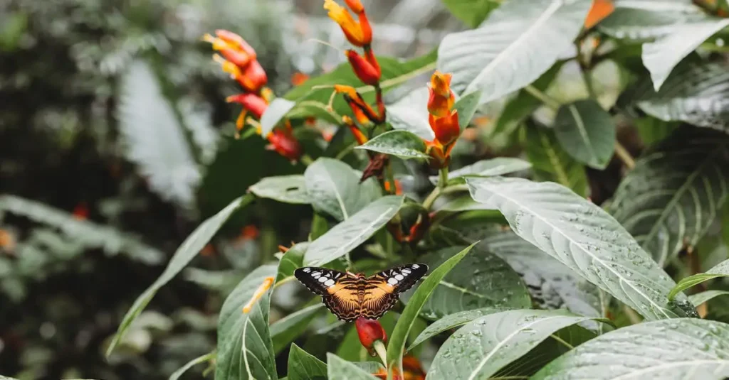 O que encontrar nas florestas tropicais do Parque Tortuguero?