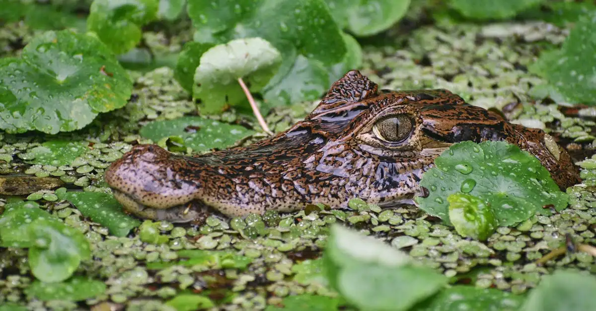 O que encontrar nas florestas tropicais do Parque Tortuguero?