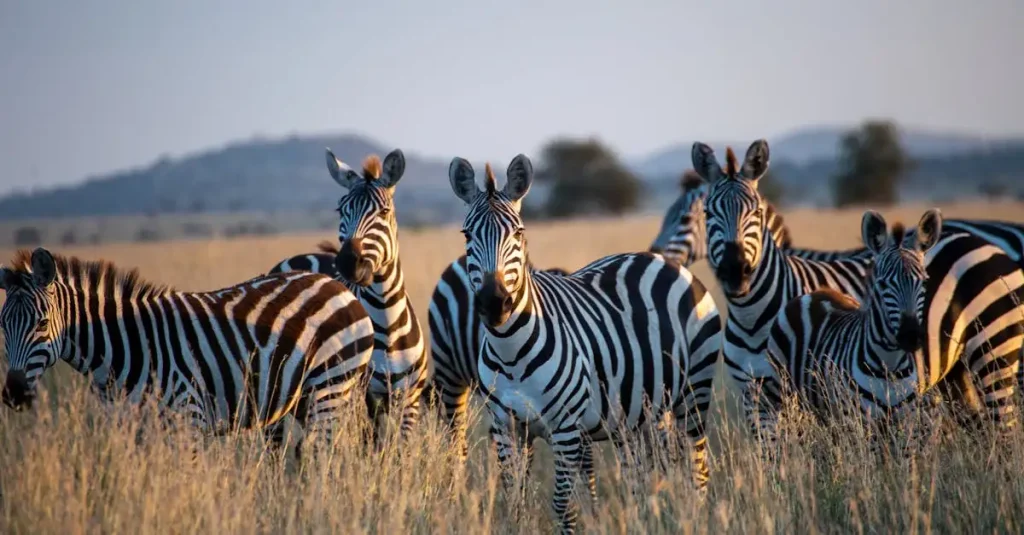 Por que as zebras têm listras? Entenda a razão!
