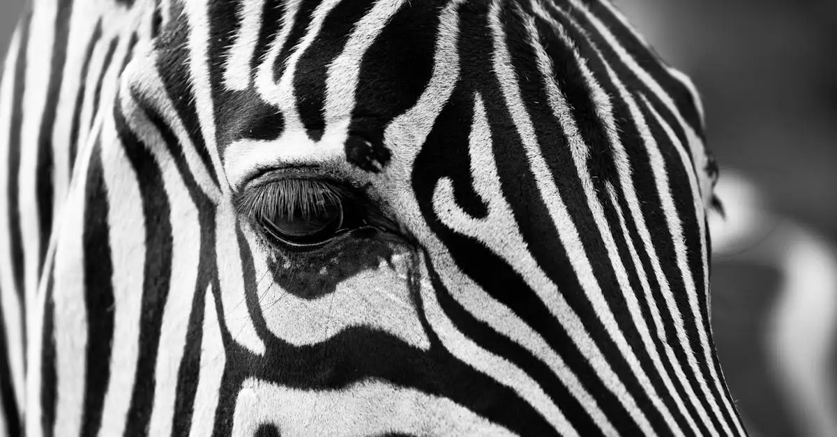 Por que as zebras têm listras? Entenda a razão!