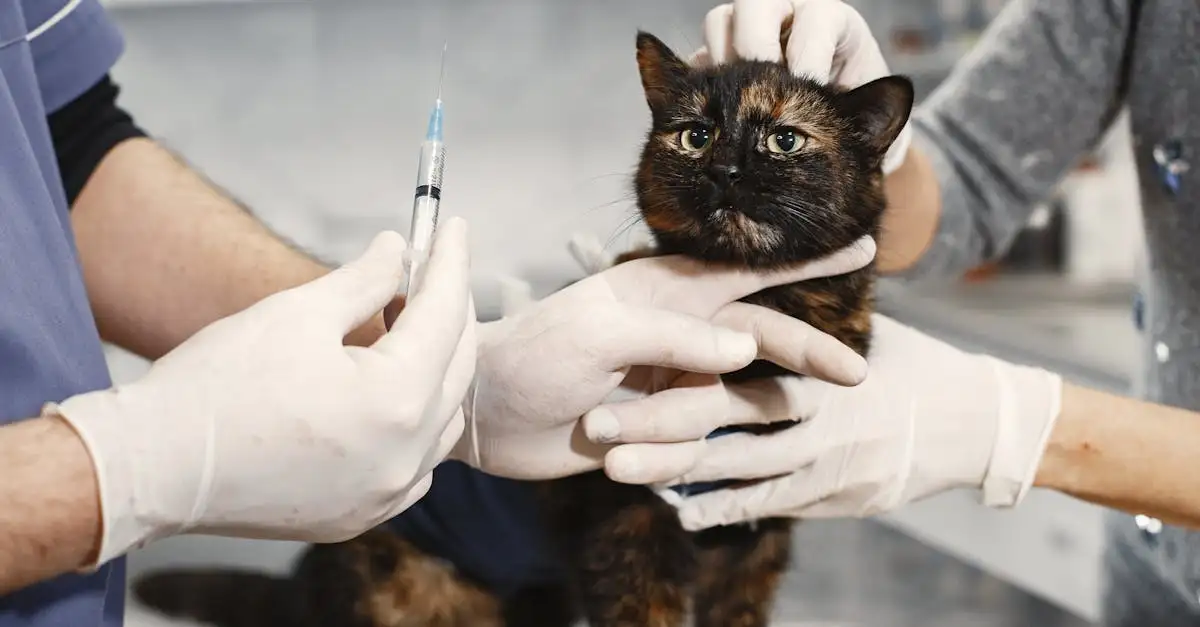 Por que o controle veterinário é vital para seu gato?