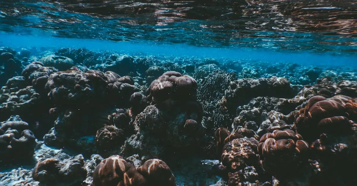 Por que o snorkeling no Ningaloo Reef é imperdível?