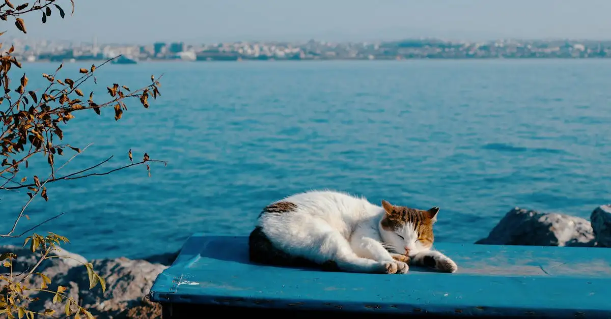 Por que os gatos buscam sempre lugares altos?