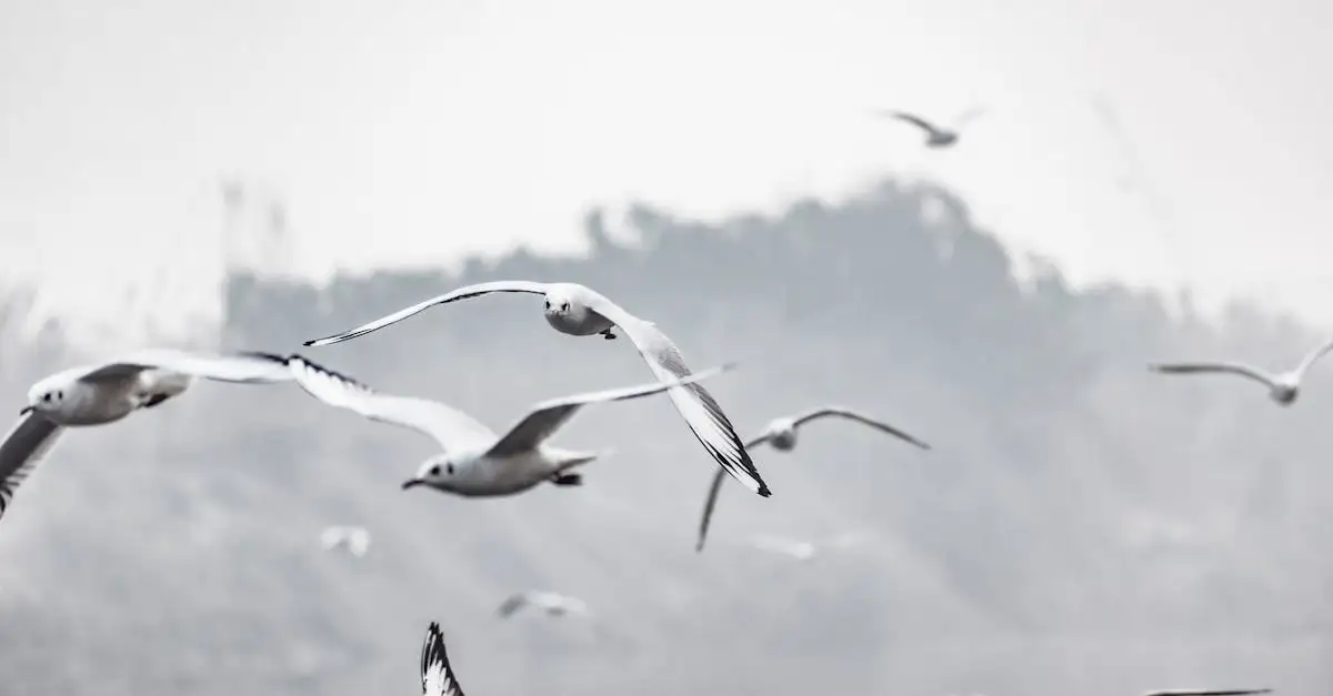 Por que os pássaros cantam tão cedo ao amanhecer?