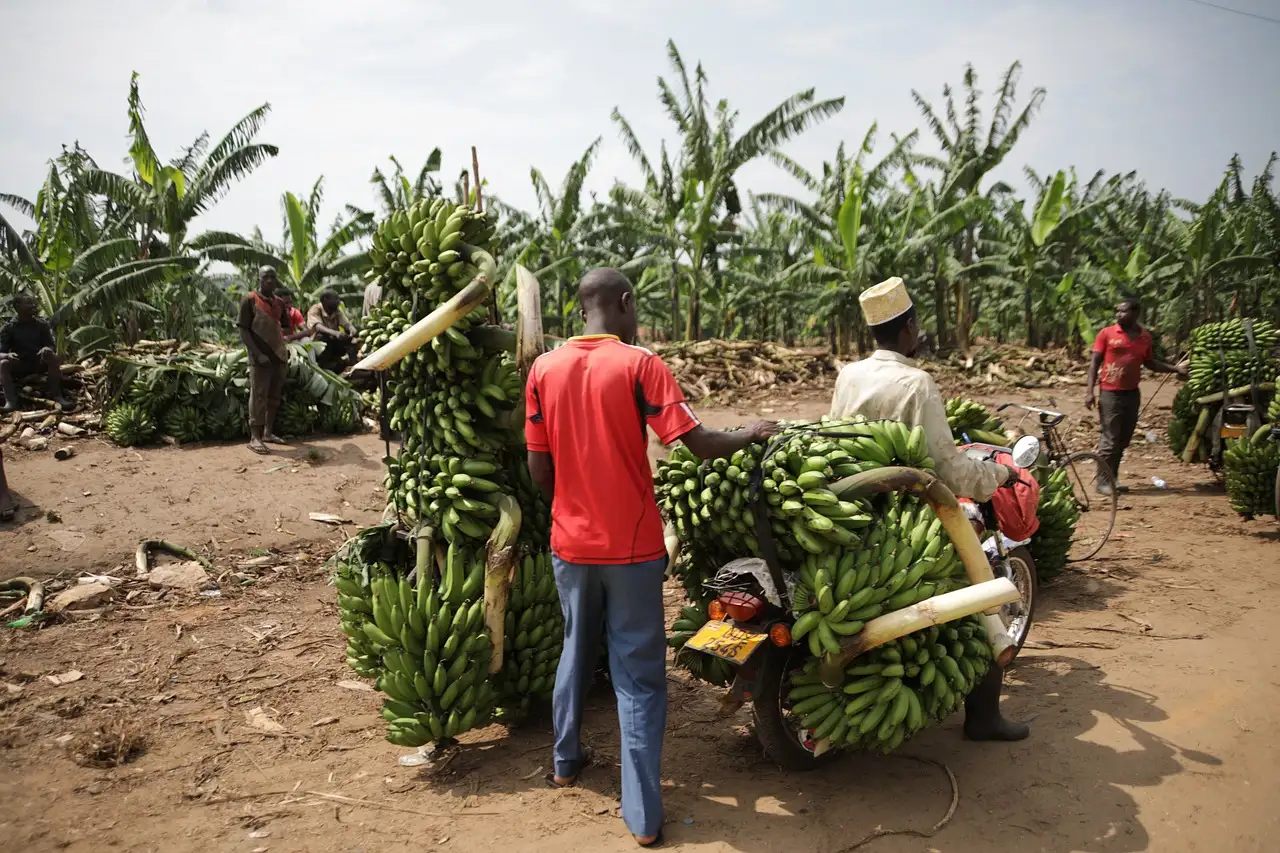Qual é a história resumida de Uganda em poucos passos?