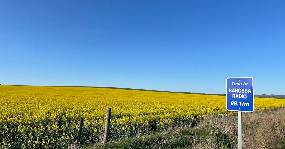 Barossa Valley: Qual a região vinícola da Austrália?