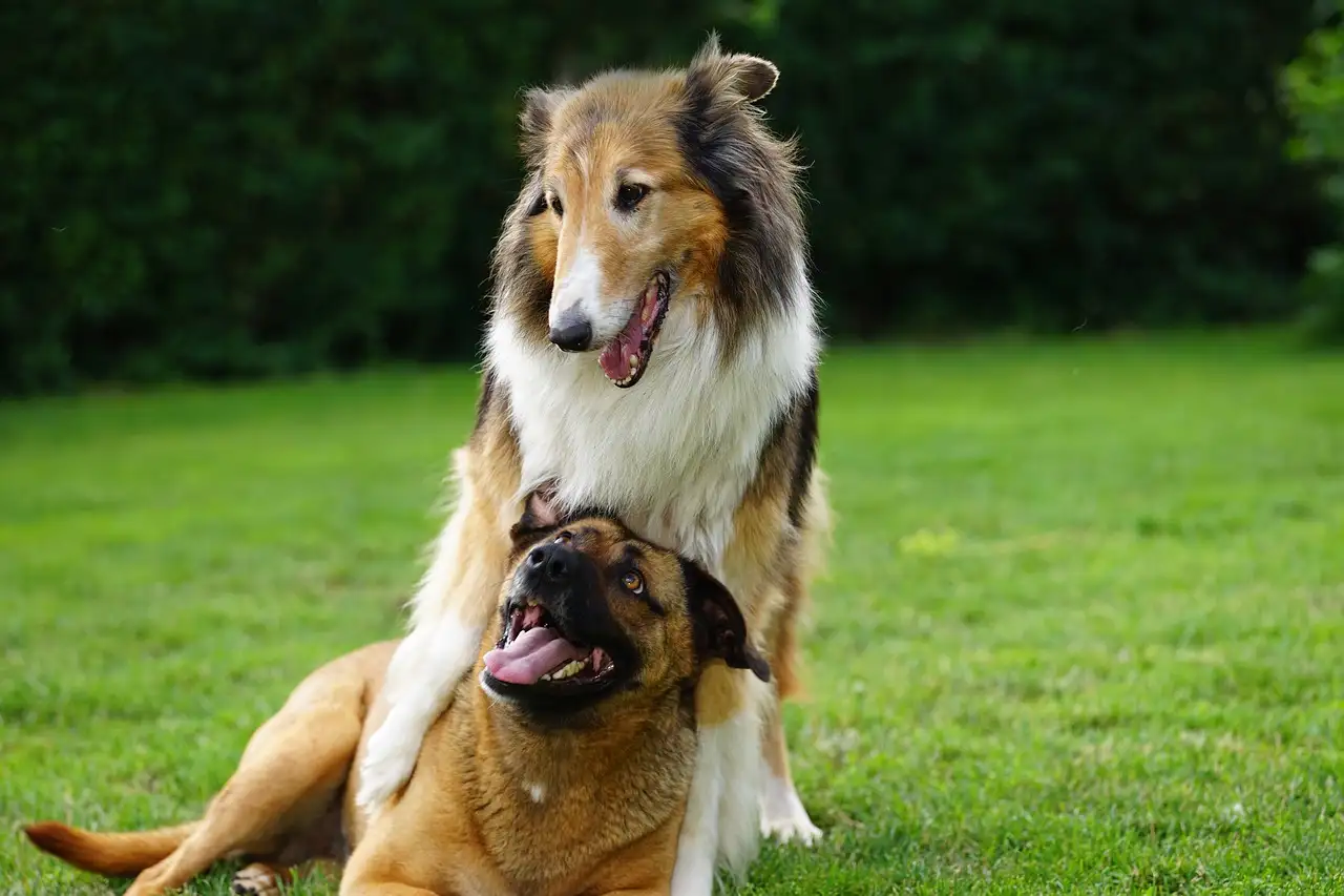 Cães podem realmente detectar doenças como o câncer?