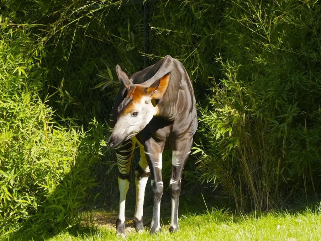 Como a língua e a mandíbula da okapi trabalham juntas?
