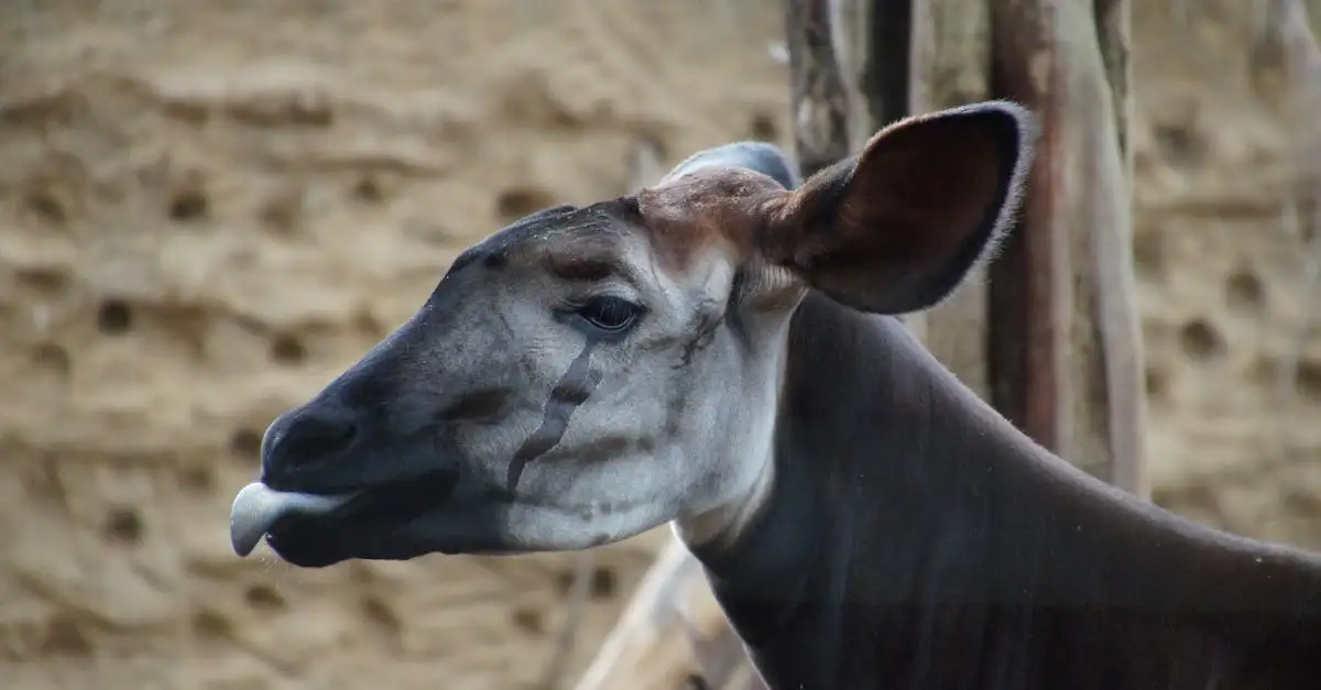 Como a língua e a mandíbula da okapi trabalham juntas?
