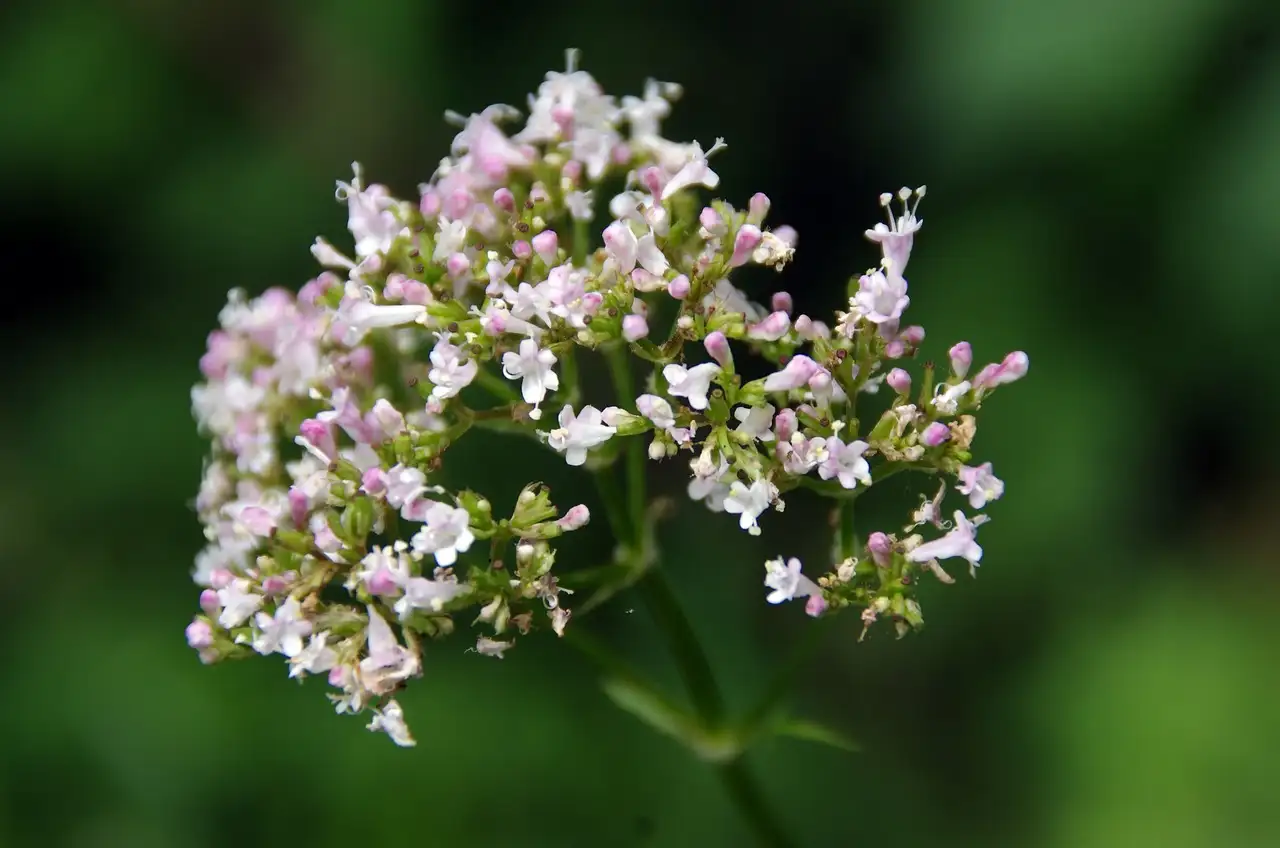 Como a valeriana pode ajudar a relaxar seu corpo?