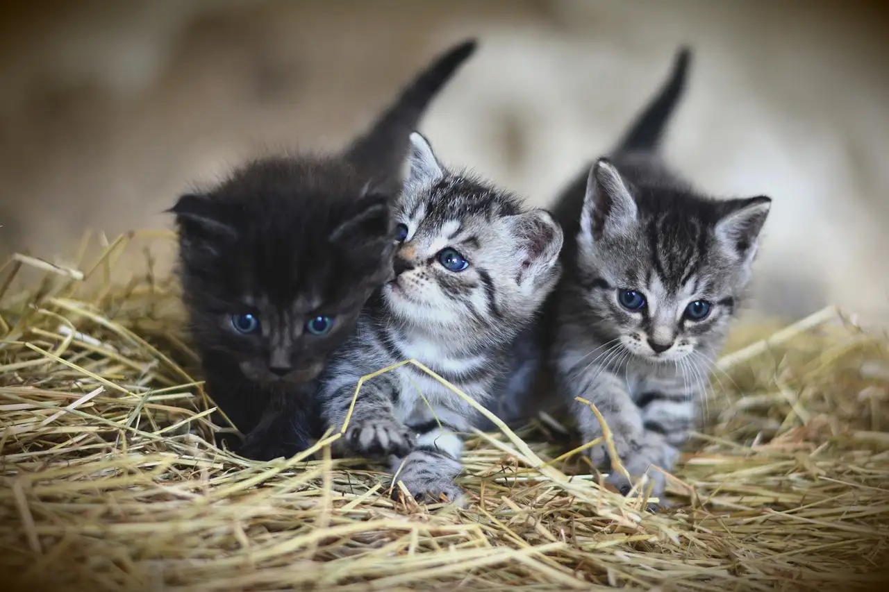 Como os gatos impactaram as comunidades agrícolas antigas?