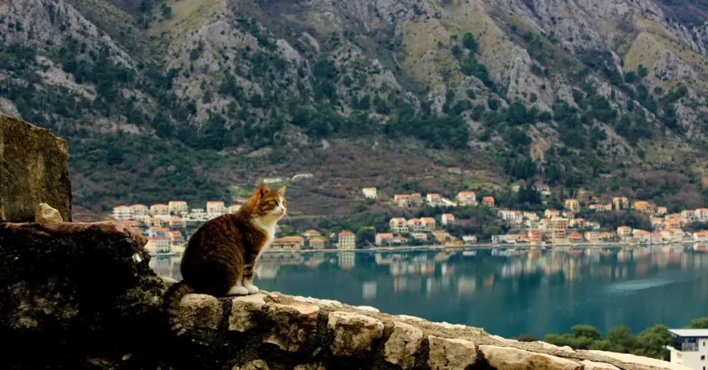 Como os gatos reagem a viagens e mudanças?